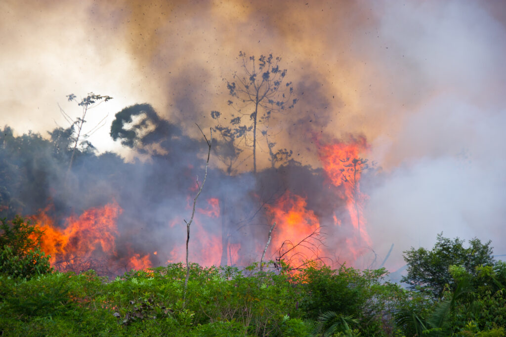 Deforestation Amazon Brazil