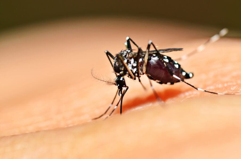 Dengue fever surge Latin America