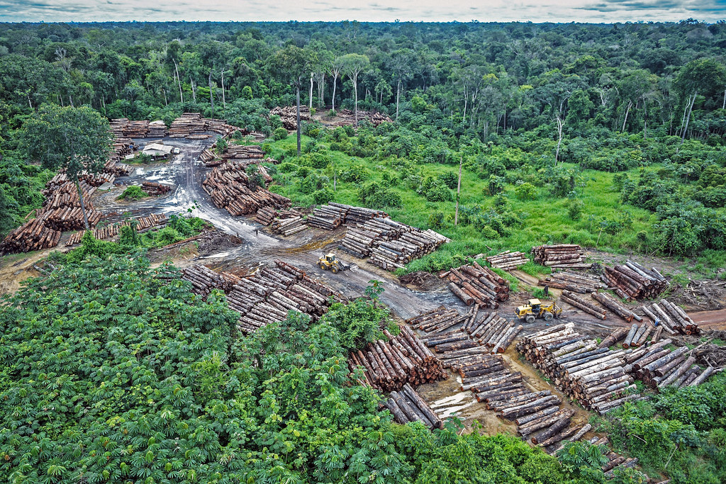 amazon deforestation